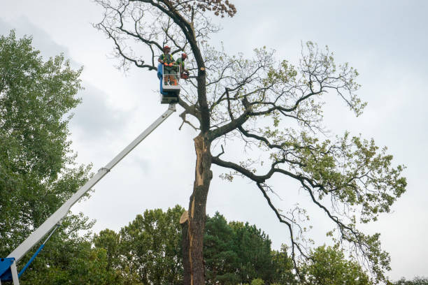 Best Tree Maintenance Programs  in Lake Norman Of Catawba, NC